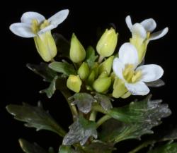 Notothlaspi australe flowers.
 Image: P.B. Heenan © Landcare Research 2019 CC BY 3.0 NZ